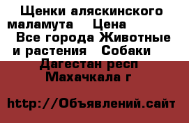 Щенки аляскинского маламута  › Цена ­ 15 000 - Все города Животные и растения » Собаки   . Дагестан респ.,Махачкала г.